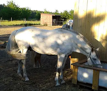 Hengst auf Paddock