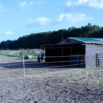 Offenstall Stuten Offenstall Stuten