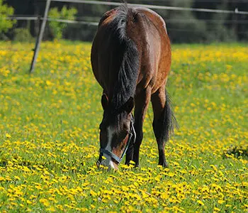 Pferd auf der Weide