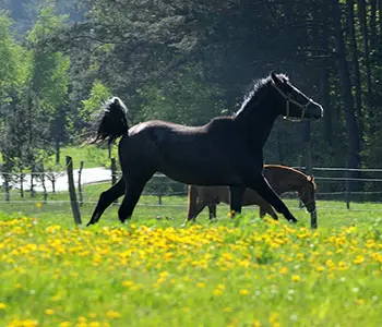 Pferd beim Toben auf der Wiese