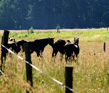 Pferde auf der Koppel