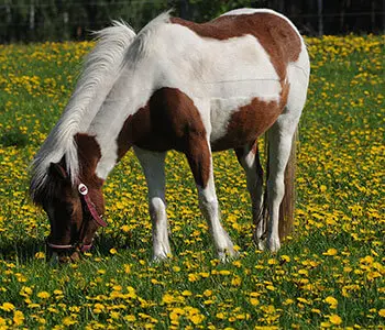 Ponystute beim Grasen
